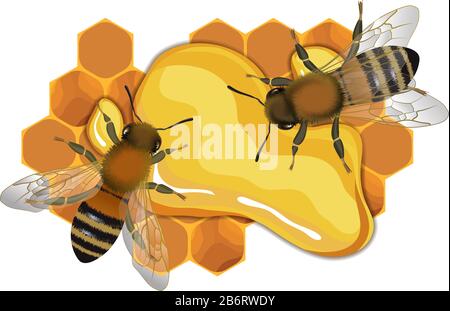Close up view of the bee on honey drop Stock Vector
