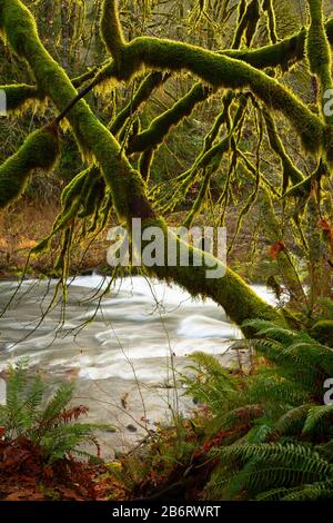 Oregon river trask hi res stock photography and images Alamy