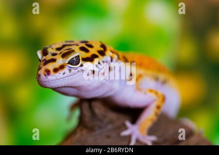 Leopard gecko lizard, close up macro. Cute Leopard gecko portrait (Eublepharis macularius). Leopard gecko on nature background. Stock Photo