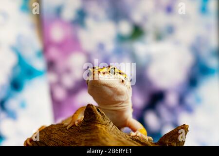 Leopard gecko lizard, close up macro. Cute Leopard gecko portrait (Eublepharis macularius). Leopard gecko on nature background. Stock Photo