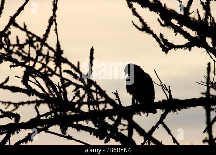 Red-tailed hawk (Buteo jamaicensis) silhouette, William Finley National Wildlife Refuge, Oregon Stock Photo