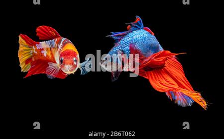 Beautiful  female and male  betta splendens half moon siamese betta fish. fighting fish in movement on black background. Stock Photo