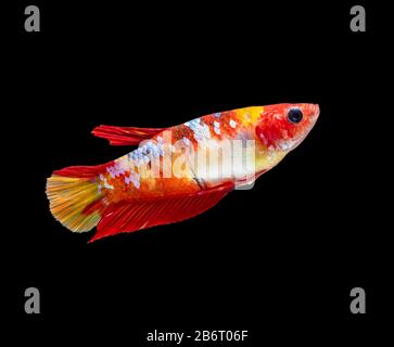 Beautiful female betta splendens half moon siamese betta fish. fighting fish in movement on black background. Stock Photo