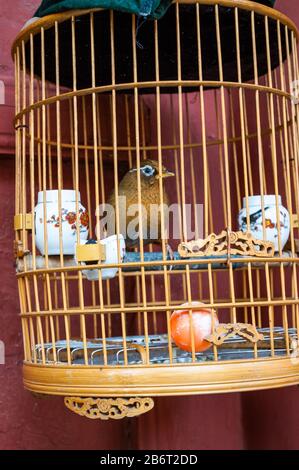 Pet bird (myna bird) in a cage at the Shanshangan guild hall in Kaifeng. Kaifeng was the capital of the Northern Song Dynasty. Henan Province, China.