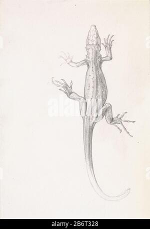 Hagedis Lizard Object Type: drawing Object number: RP-T-1927-118 Manufacturer :  draftsman: Julie the like Date: 1887 - 1924 Physical characteristics: pencil material: paper pencil Dimensions: h 176 mm × W 123 mm Subject: lizard Stock Photo