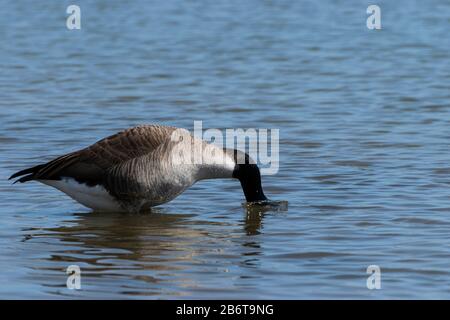 Canadian Goose impersonating an Ostrich as it buries its head in the shallow water of a lake while gathering water to clean its feathers. Stock Photo