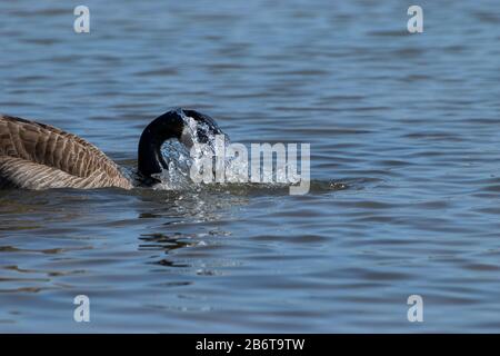 Canadian Goose with its head covered by droplets of splashing water as it pulls its head out after plunging it beneath the surface while bathing in a Stock Photo