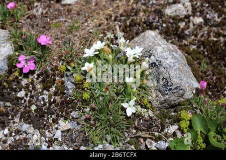 Dianthus microlepis - Wild plant shot in summer. Stock Photo