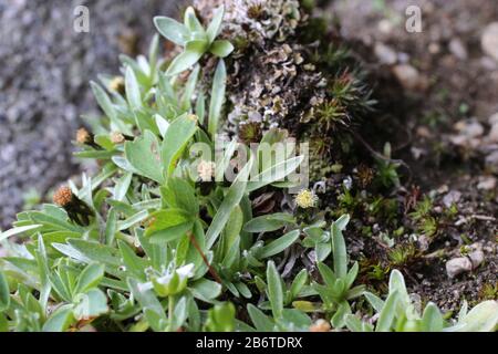 Gnaphalium supinum - Wild plant shot in summer. Stock Photo