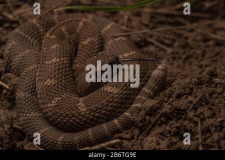 A northern pacific rattlesnake (Crotalus oreganus) from the Berkeley hills.  This one is just a baby snake as evidenced by its tiny rattle. Stock Photo