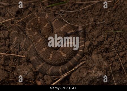 A northern pacific rattlesnake (Crotalus oreganus) from the Berkeley hills.  This one is just a baby snake as evidenced by its tiny rattle. Stock Photo