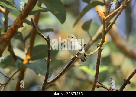 a female pale billed flowerpecker or tickells flowerpecker (dicaeum erythrorhynchos) sitting on a branch, countryside of west bengal in india Stock Photo