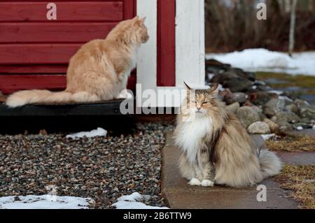 Norwegian forest cats taking outdoor exercise in yard in winter time Stock Photo