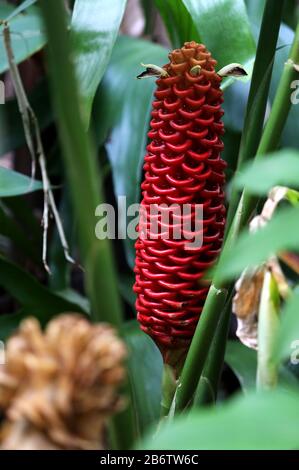 Plants & Flowers: Found at the botanical gardens, these lovely natural flowers are so beautiful and vivid in the outdoor seasonal sunlight. Beautiful Stock Photo