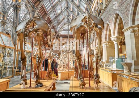 Exhibits of Asian elephant skeletons on the ground floor at Oxford university natural history museum, England.