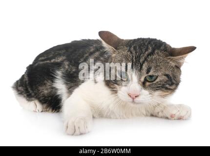 stray cat in front of white background Stock Photo