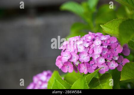 Hydrangea flower full bloom in garden. Stock Photo