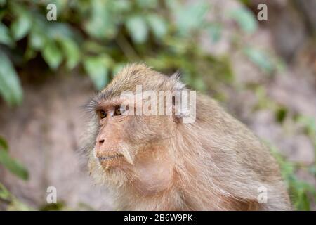 Hungry monkeys in reserve , take food from person Stock Photo