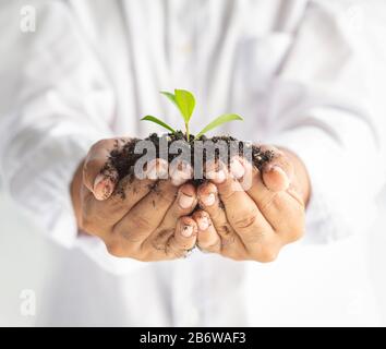 Young man Hands hold protect Small sprout tree plant in black soil on sunlight white background. Agriculture organic farmer, environmental day, new gr Stock Photo