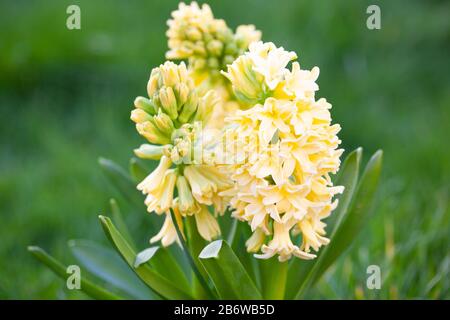 Spring Gardens -  Hyacinth 'City of Haarlem; Dutch Hyacinth, Hyacinthus orientalis . Close-up Stock Photo