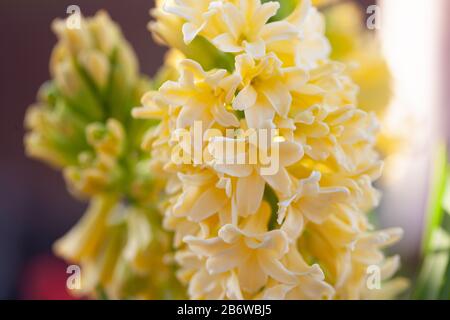 Spring Gardens -  Hyacinth 'City of Haarlem; Dutch Hyacinth, Hyacinthus orientalis . Close-up Stock Photo