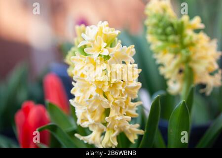Spring Gardens -  Hyacinth 'City of Haarlem; Dutch Hyacinth, Hyacinthus orientalis . Copyspace Stock Photo