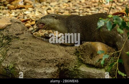 otter in the zoo eating a fish Stock Photo