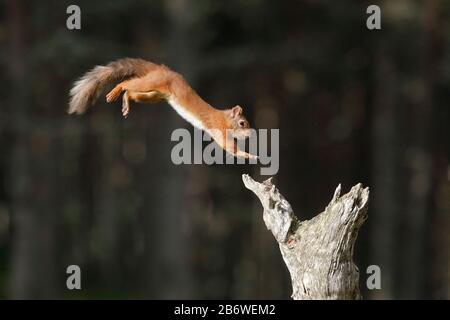 Eurasian Red Squirrel (Sciurus vulgaris). An adult animal jumps toward dead tree. Switzerland Stock Photo