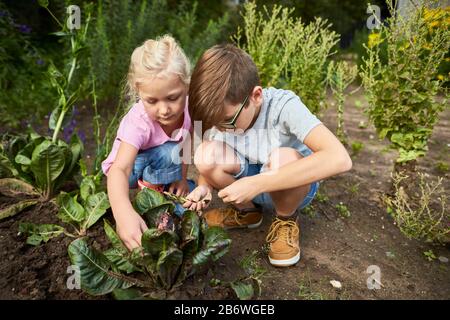 Children investigating food. Series: cooking salad soup, harvesting salad. Learning according to the Reggio Pedagogy principle, playful understanding and discovery. Germany Stock Photo