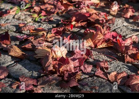 Dry red colored fallen maple leaves on stone pave background Stock Photo