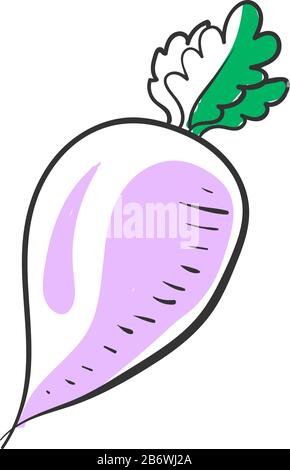 Turnip drawing, illustration, vector on white background. Stock Vector