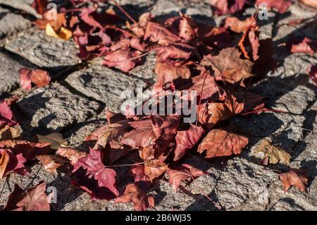 Dry red colored fallen maple leaves on stone pave background Stock Photo