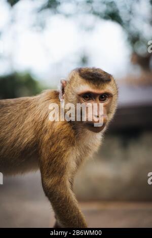 Cute monkey close up in monkey mountain, Phuket