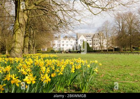 Binley, Warwickshire, March 2020: Daffodils surround the trees in the avenue leading to Coombe Abbey Hotel, a Grade I listed building. Stock Photo