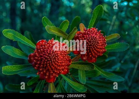 Waratah Flowers, Australia. Telopea Speciosissima, New South Wales Emblem Stock Photo