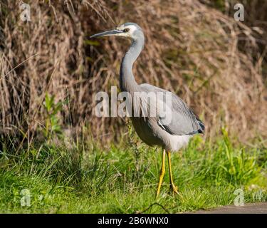 White-faced egret (Egretta novaehollandiae) walking on grass Stock Photo