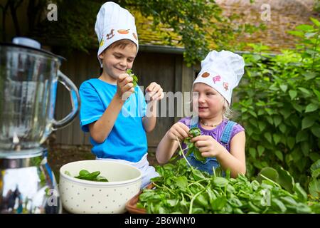 Children investigating food. Series: Making pesto. Removing basil leaves from the stems. Learning according to the Reggio Pedagogy principle, playful understanding and discovery. Germany. Stock Photo