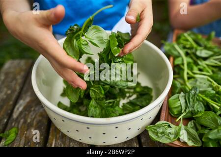 Children investigating food. Series: Making pesto. Removing basil leaves from the stems. Learning according to the Reggio Pedagogy principle, playful understanding and discovery. Germany. Stock Photo