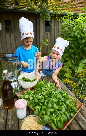 Children investigating food. Series: Making pesto. Learning according to the Reggio Pedagogy principle, playful understanding and discovery. Germany. Stock Photo