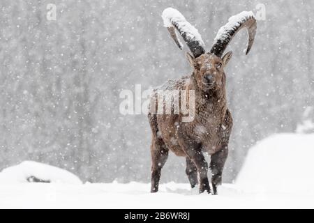 Ibex struggle with snowstorm (Capra ibex) Stock Photo