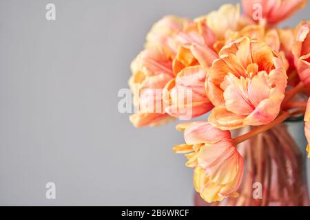 Beautiful orange and with red streaks tulips in vase. Flower background. Floral Wallpaper. Copy space Stock Photo