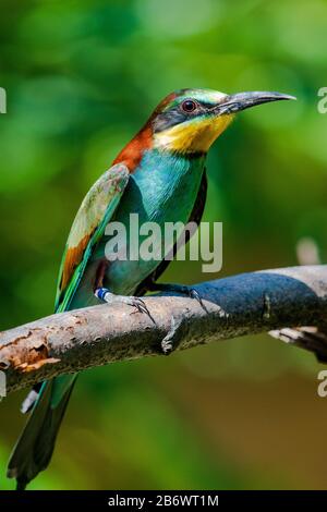 European Bee Eater (Merops apiaster) sitting in a tree Stock Photo