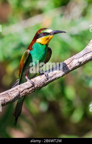 European Bee Eater (Merops apiaster) sitting in a tree Stock Photo