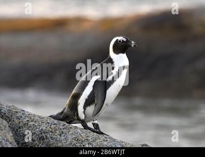 The African penguin on the boulder in the sunset twilight. Sceintific name: Spheniscus demersus, also known as the jackass penguin and black-footed pe