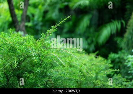 Closeup vibrant green leaves in the garden with selective focus Stock Photo
