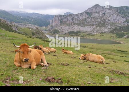 Cangas de Onis, Asturias/Spain; Aug. 05, 2015. Cows in the Lakes of Covadonga in the Picos de Europa National Park. Stock Photo