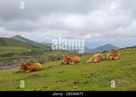 Cangas de Onis, Asturias/Spain; Aug. 05, 2015. Cows in the Lakes of Covadonga in the Picos de Europa National Park. Stock Photo
