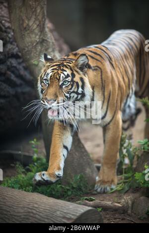 Closeup of a Siberian tiger also know as Amur tiger (Panthera tigris altaica), the largest living cat Stock Photo