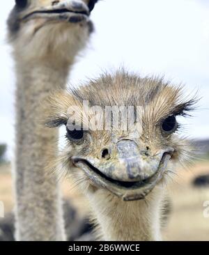 Smiling ostrich. Portrait of a funny laughing ostrich. Common ostrich bird  head top view close-up with light background. Scientific name: Struthio Ca Stock Photo