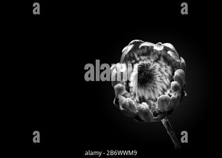 Monochrome photo of Protea magnifica, the queen of south african flowers, minimalist art Stock Photo